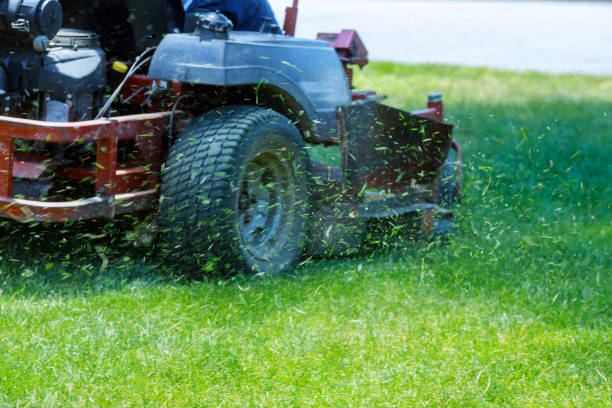 Lawn mower cutting grass, scattering clippings on a bright day.