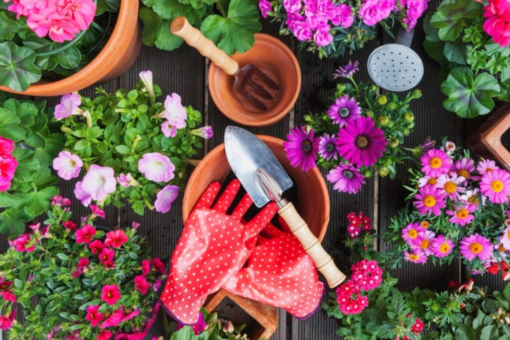 Vibrant spring flowers with gardening tools and red polka-dotted gloves in a terracotta pot.